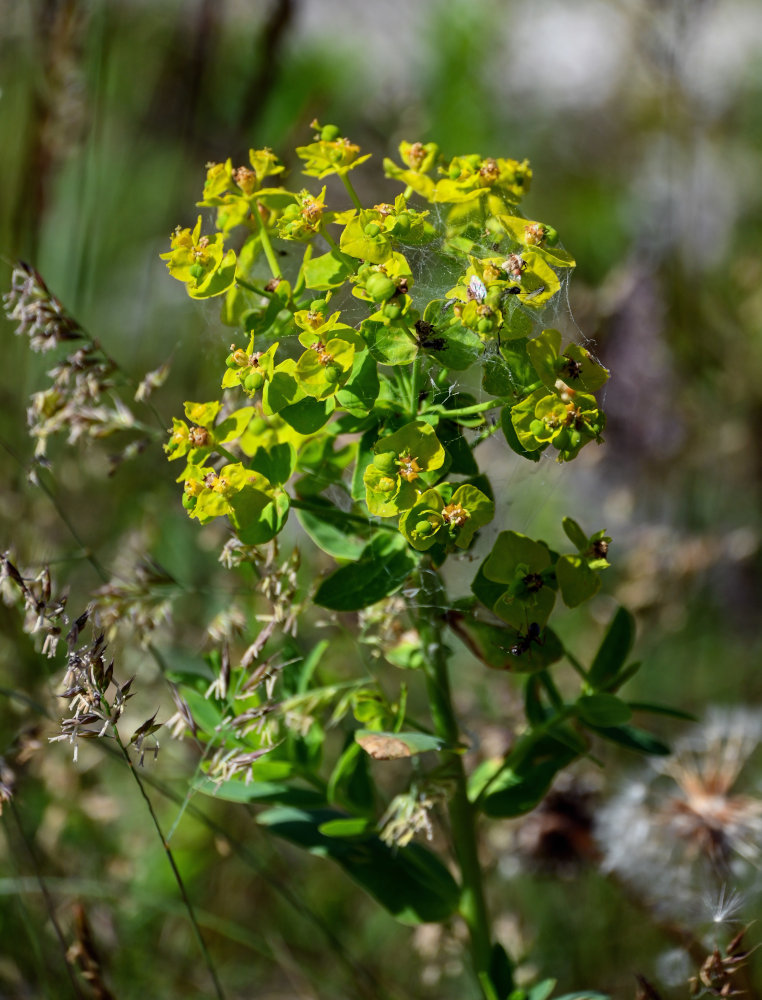 Изображение особи Euphorbia iberica.