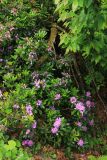 Rhododendron ponticum