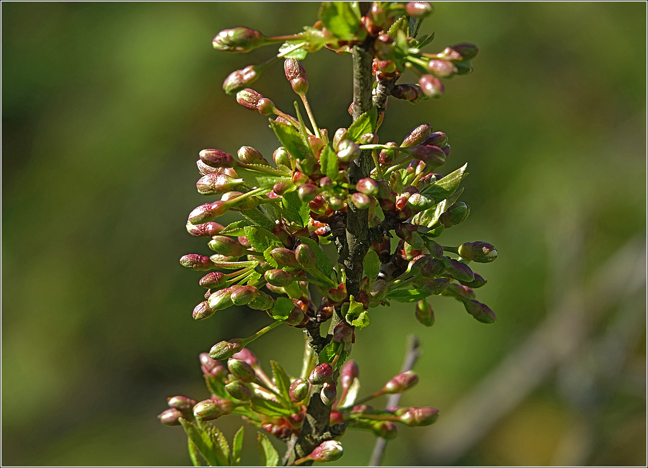 Изображение особи Cerasus vulgaris.