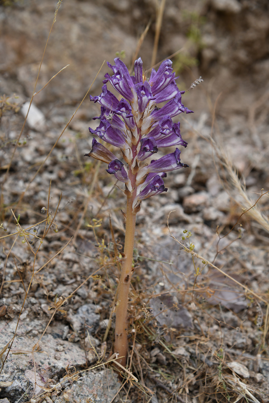 Image of Orobanche amoena specimen.