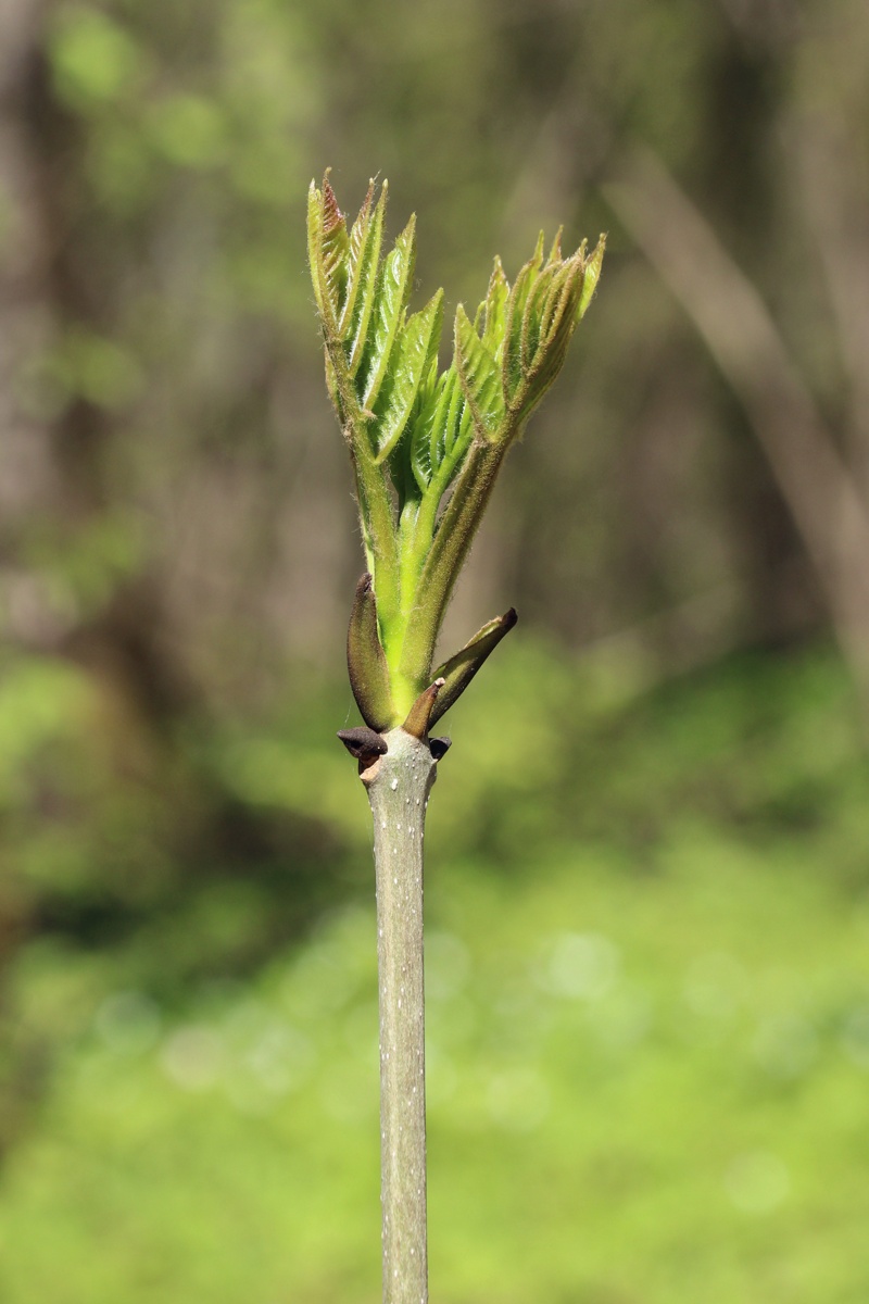 Image of Fraxinus excelsior specimen.