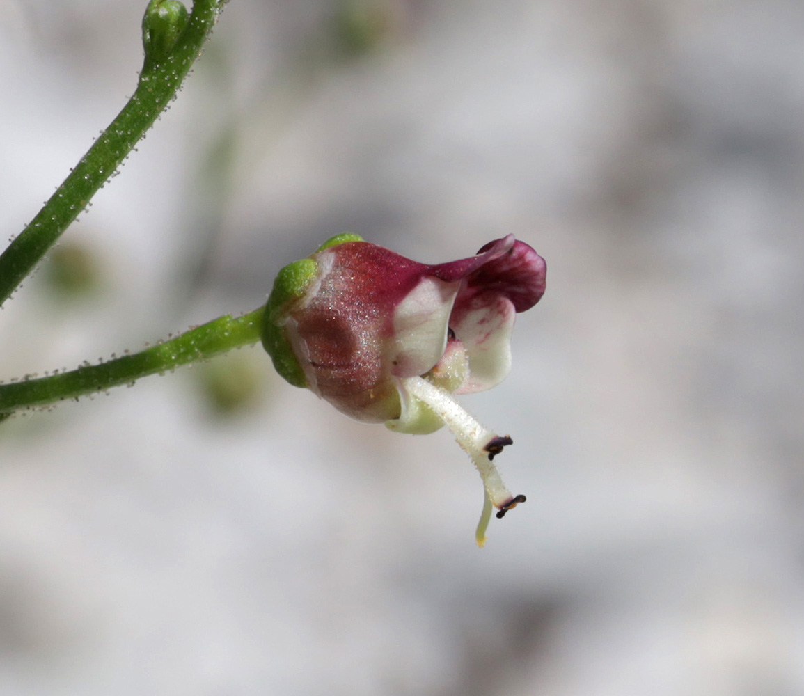 Изображение особи Scrophularia rupestris.