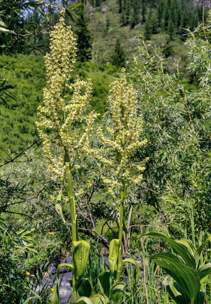 Изображение особи Veratrum lobelianum.