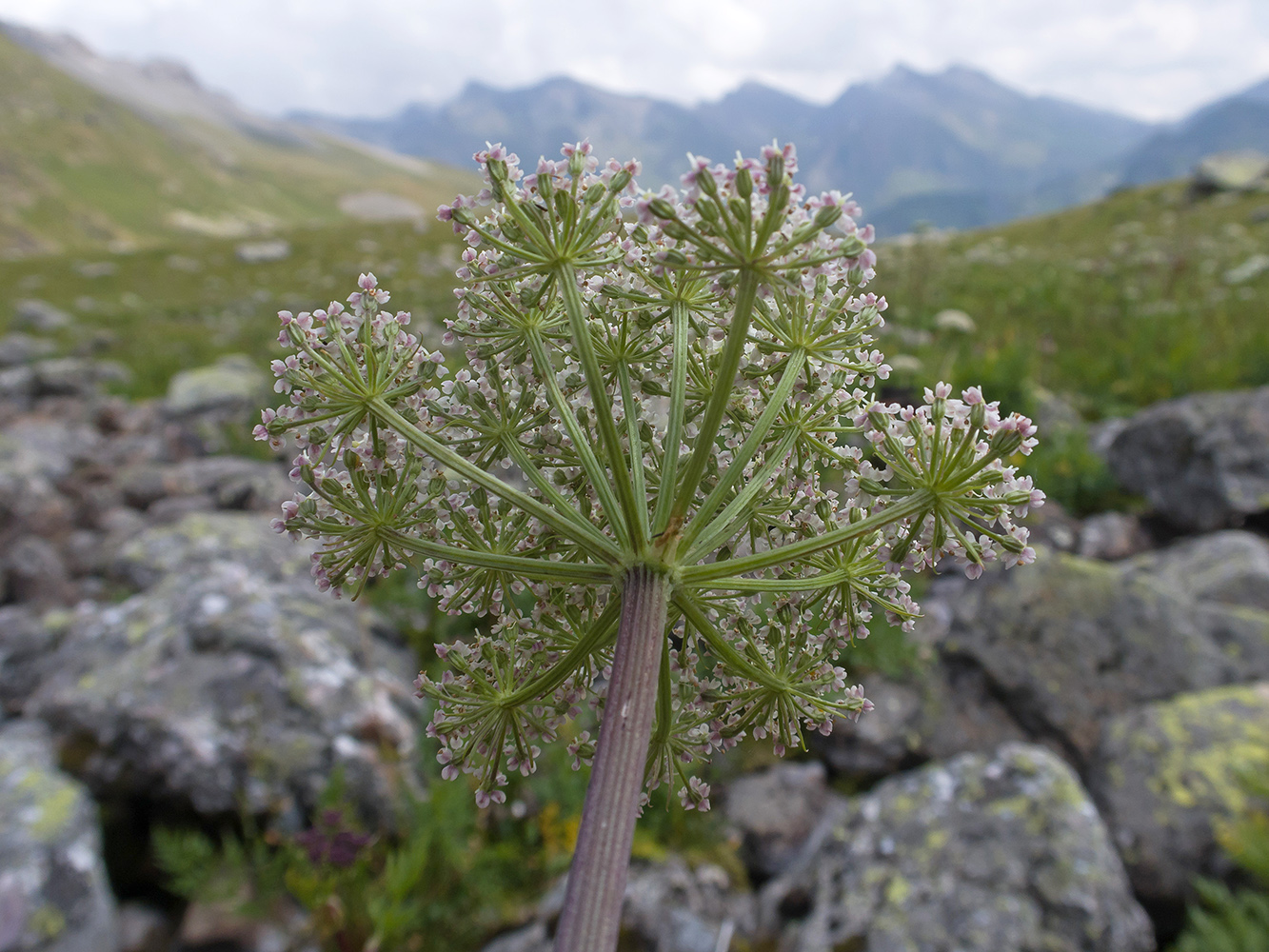 Image of Seseli saxicola specimen.