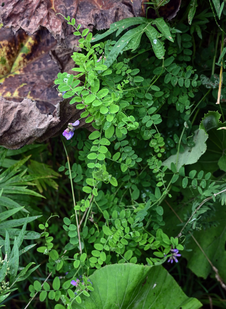 Изображение особи Vicia japonica.