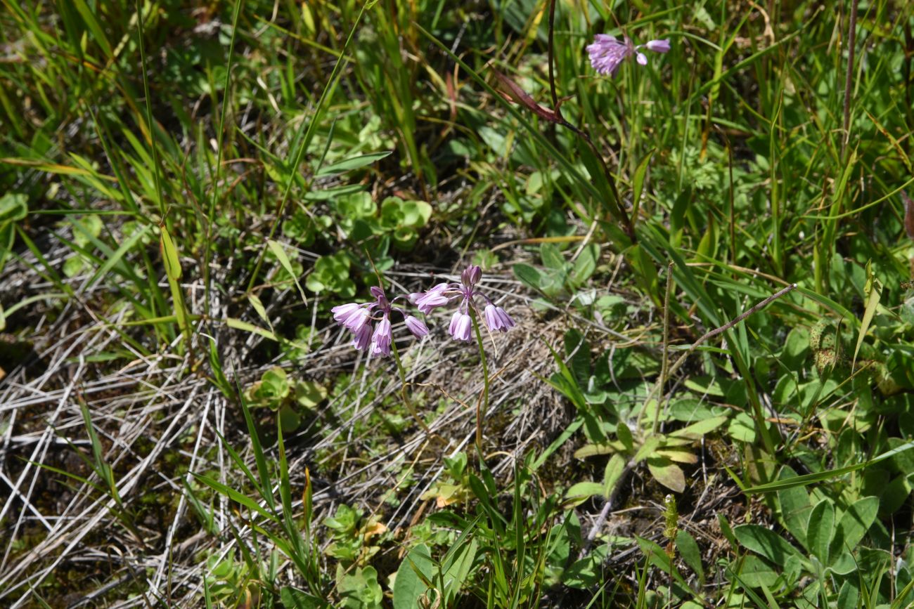 Image of Allium kunthianum specimen.