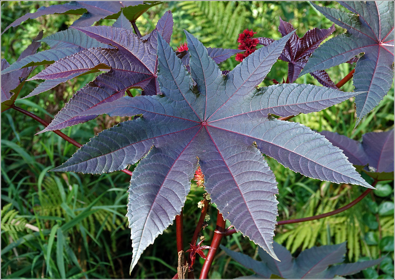 Image of Ricinus communis specimen.