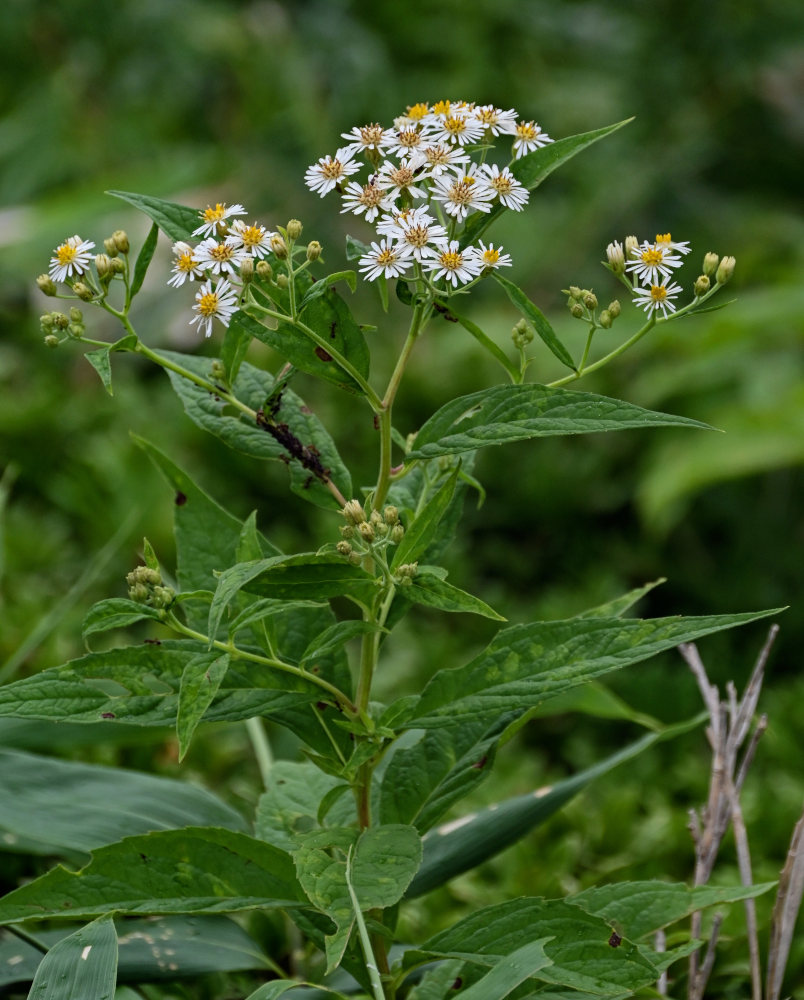 Image of Aster glehnii specimen.