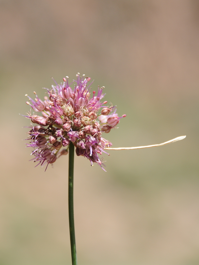 Image of Allium kurssanovii specimen.