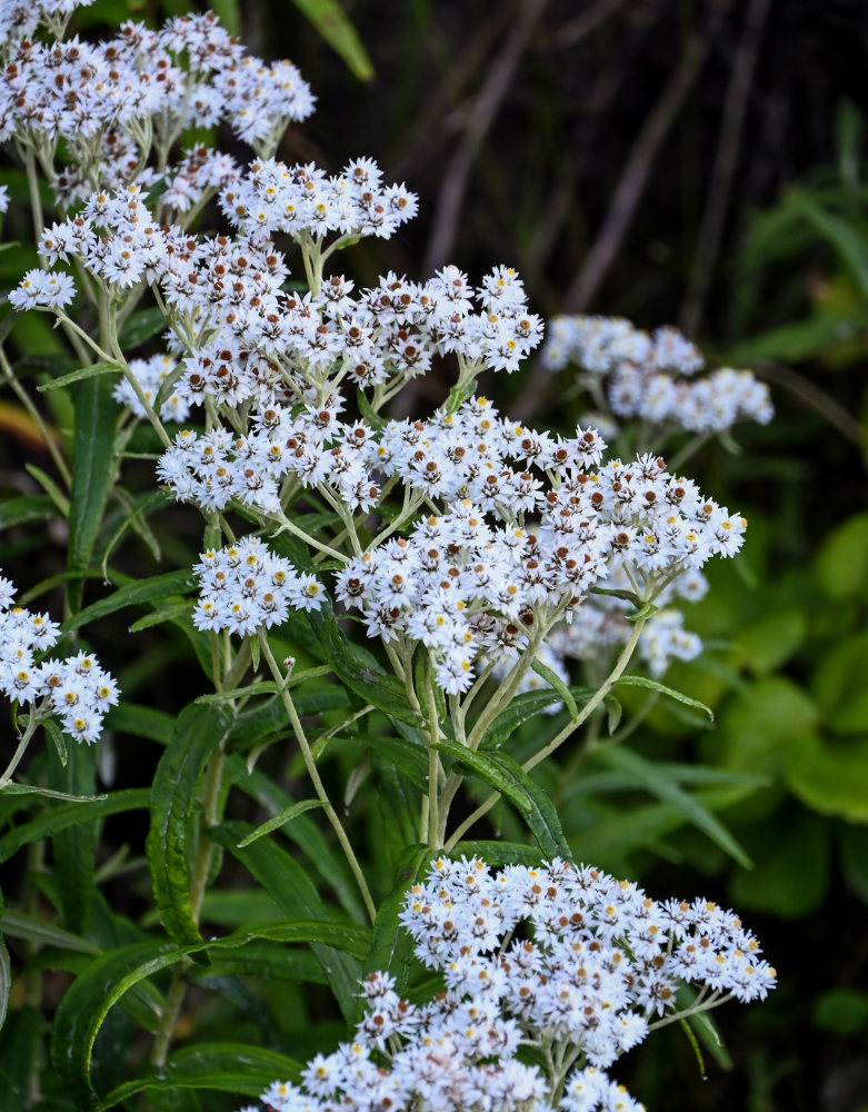 Изображение особи Anaphalis margaritacea.