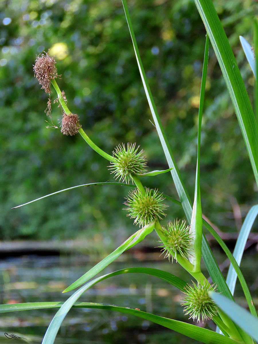 Image of Sparganium emersum specimen.