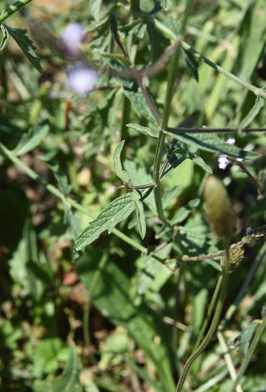 Изображение особи Verbena officinalis.