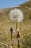 Taraxacum serotinum. Верхушки плодоносящих и отплодоносившего побегов и осыпавшиеся семянки. Оренбургская обл., Беляевский р-н, Донской сельсовет, Долгие Горы, степной склон. 5 сентября 2023 г.