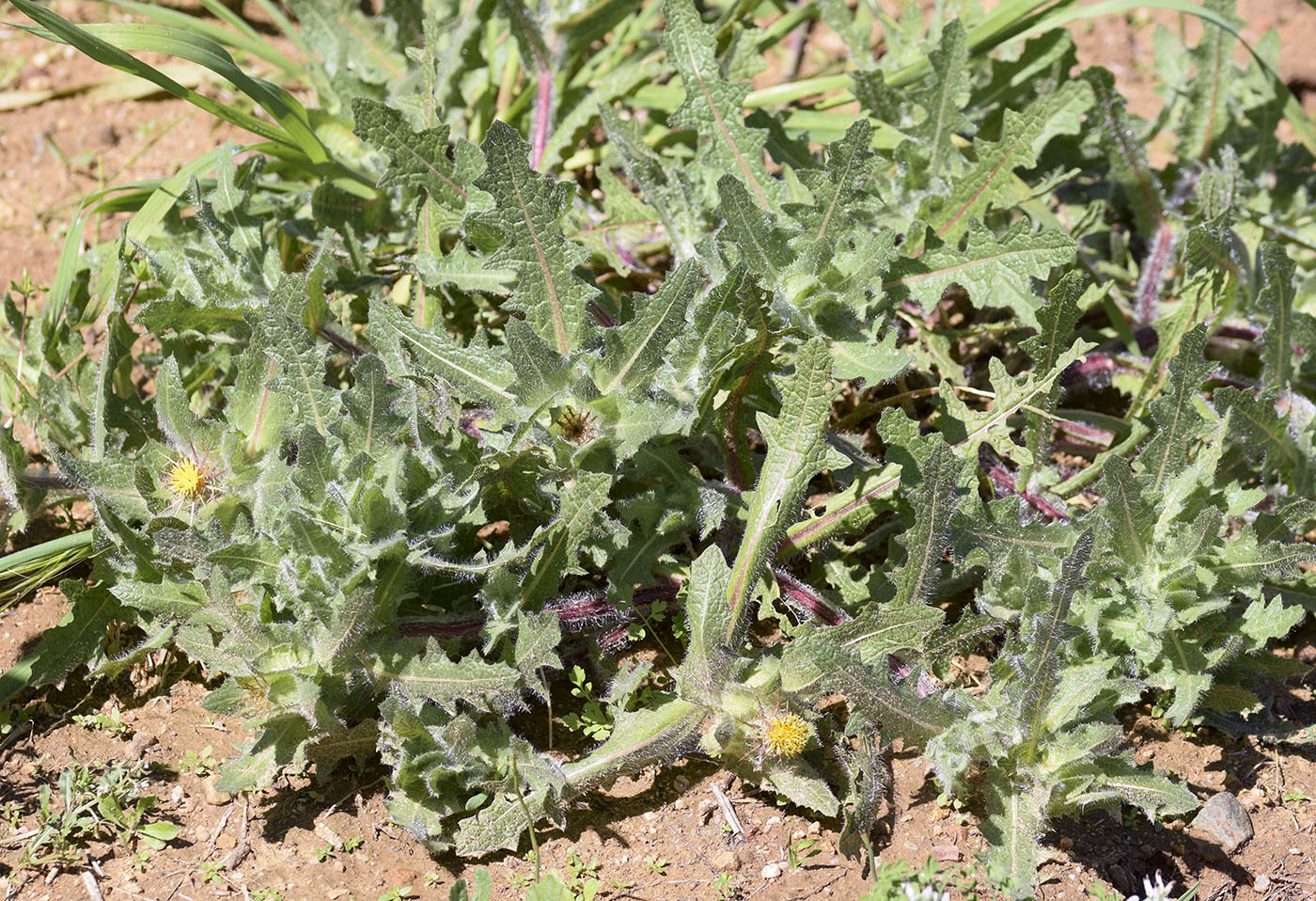 Изображение особи Centaurea benedicta.