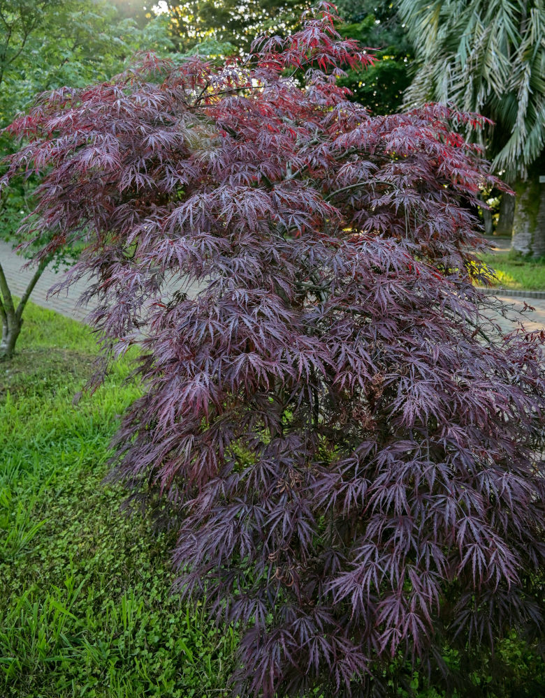 Image of Acer palmatum specimen.