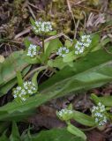 Valerianella locusta