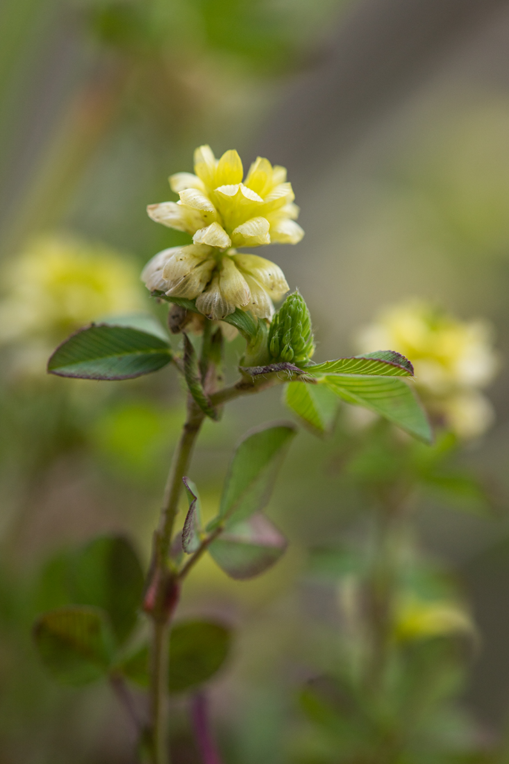 Image of Trifolium campestre specimen.