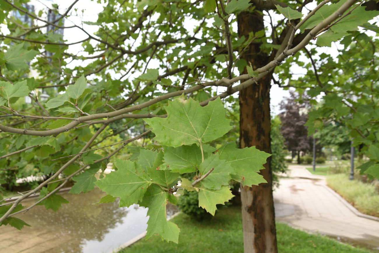 Изображение особи род Platanus.