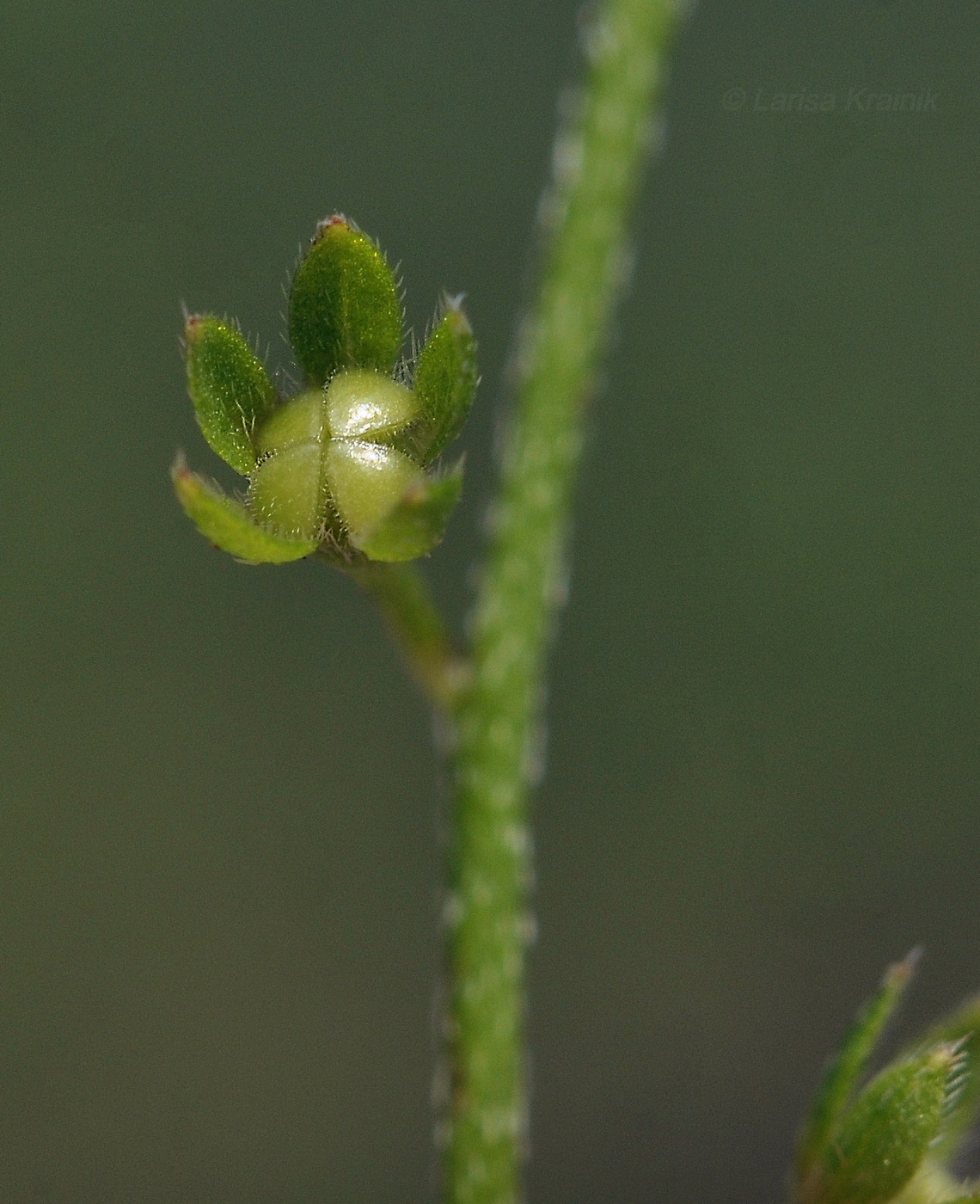 Изображение особи Trigonotis peduncularis.