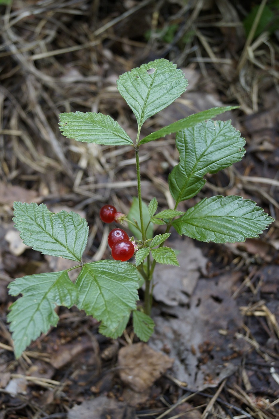 Image of Rubus saxatilis specimen.