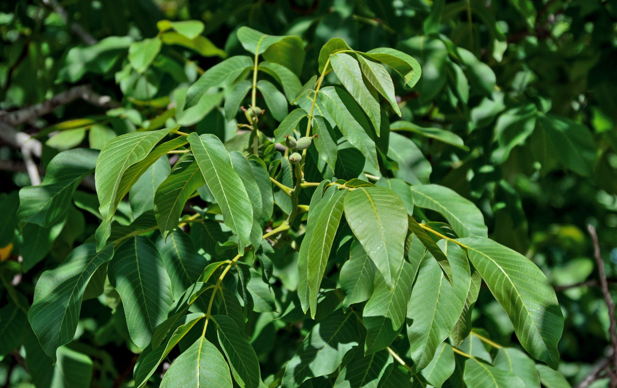 Image of Juglans regia specimen.