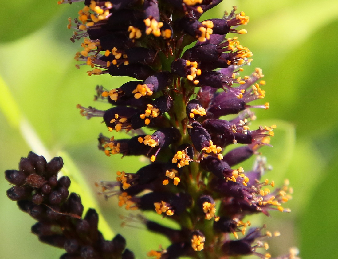 Image of Amorpha fruticosa specimen.