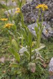 Senecio kolenatianus