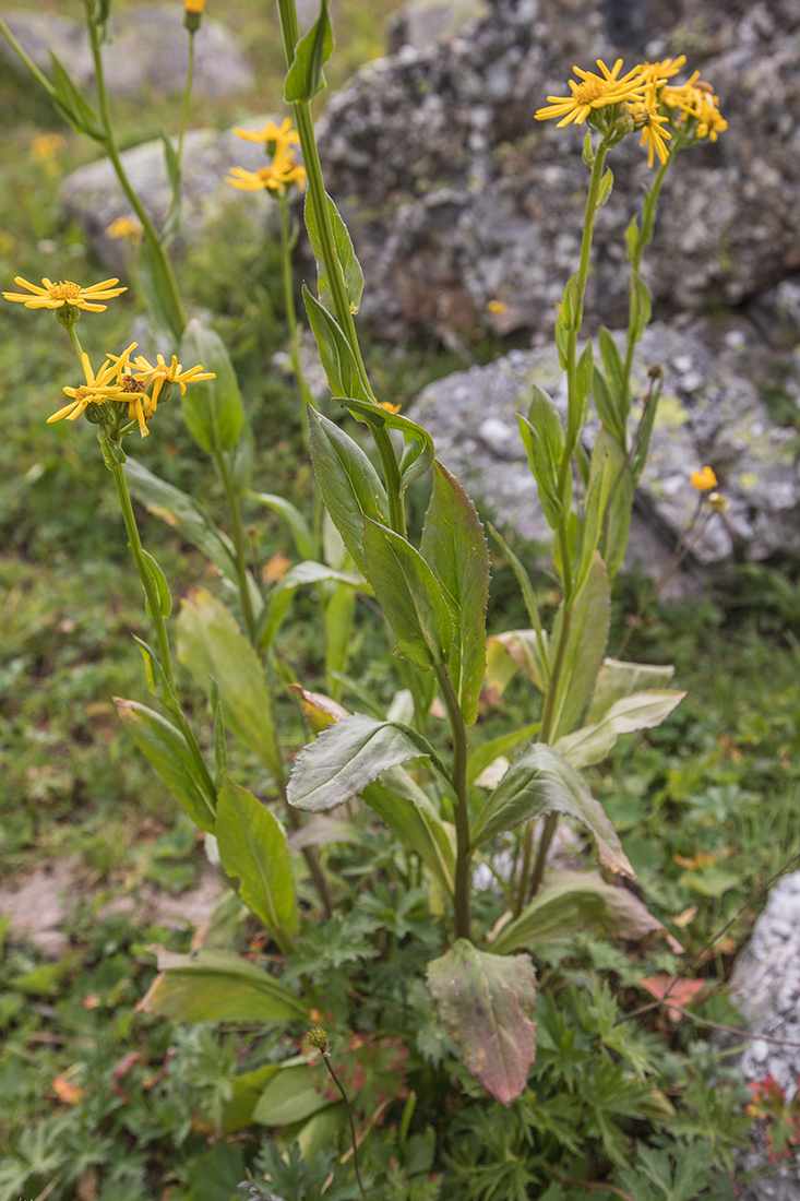 Изображение особи Senecio kolenatianus.