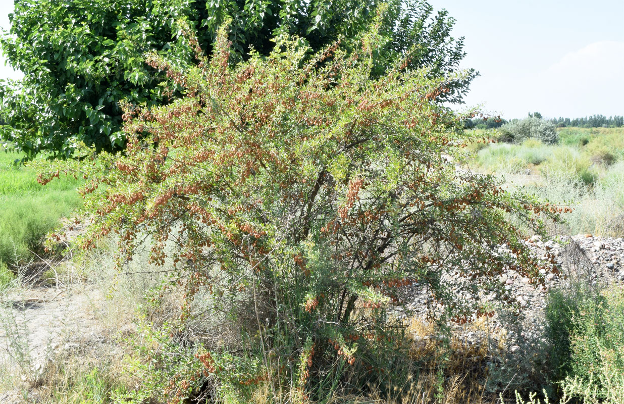 Image of Halimodendron halodendron specimen.