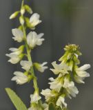 Melilotus albus