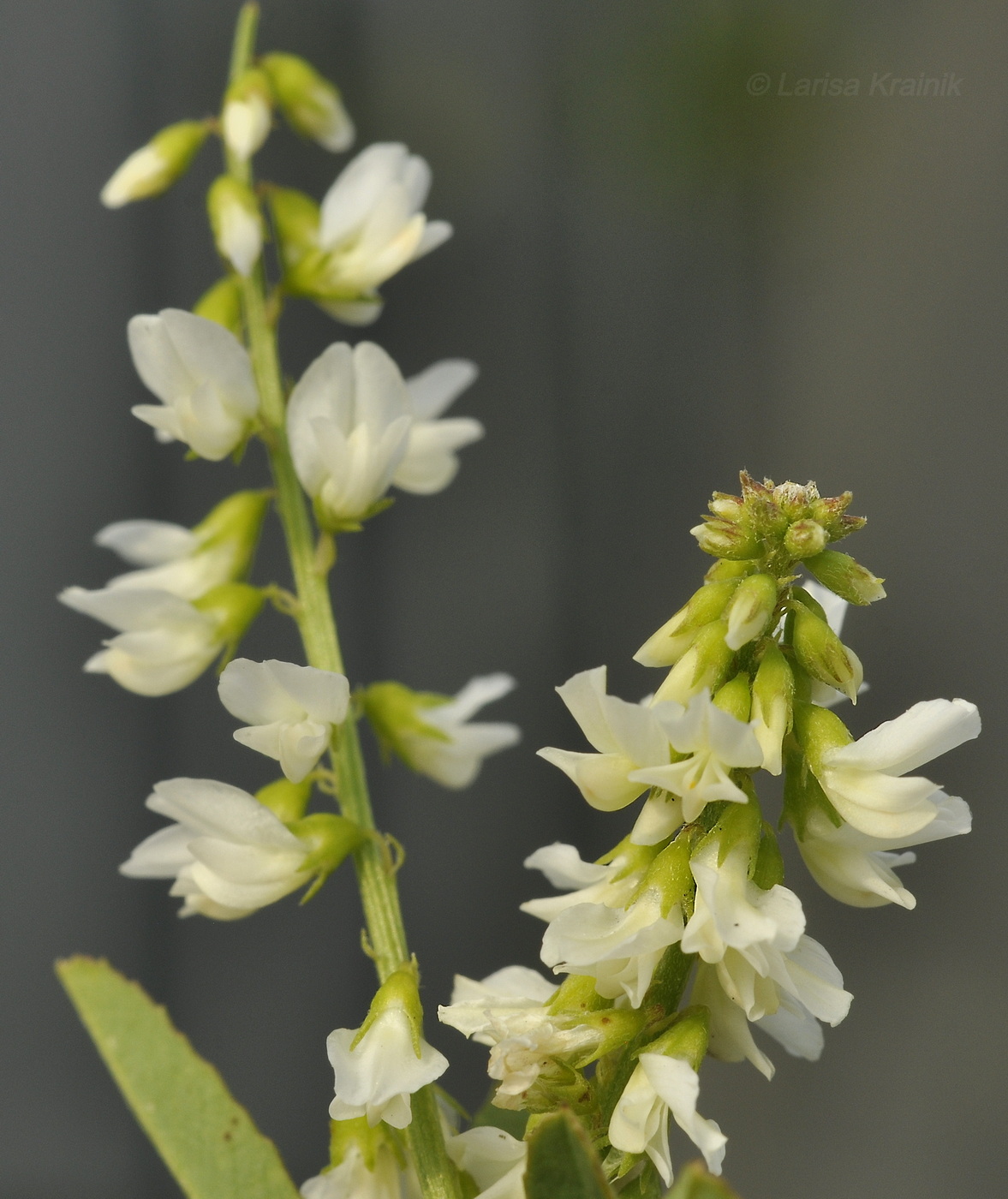 Изображение особи Melilotus albus.