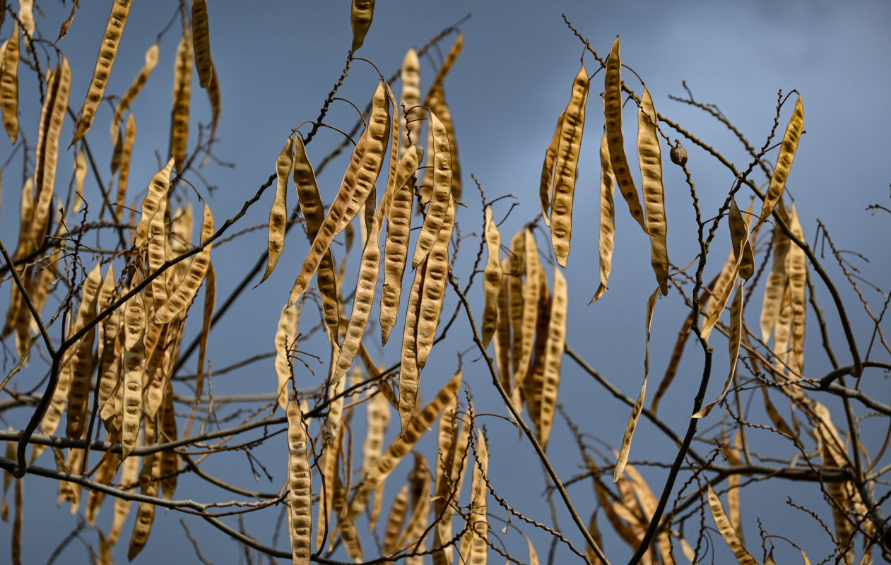 Image of Albizia julibrissin specimen.