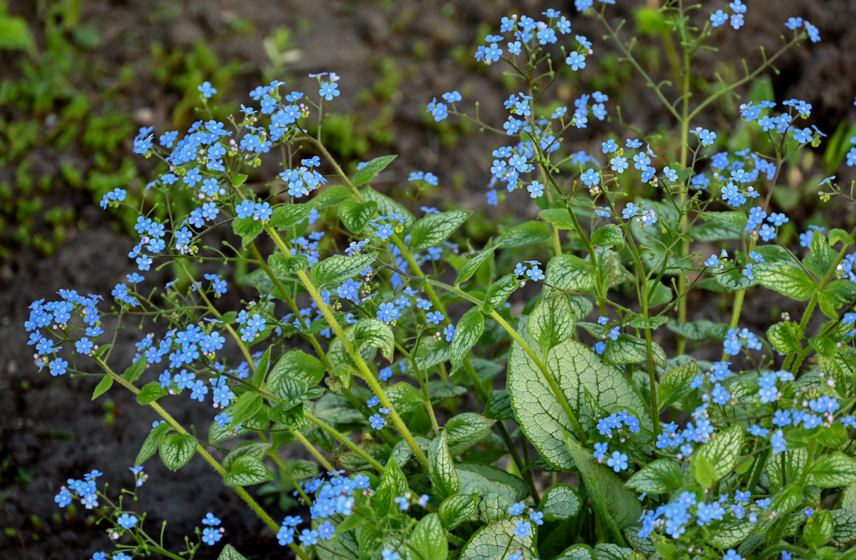 Image of Brunnera macrophylla specimen.