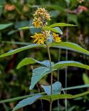 Lysimachia vulgaris. Верхушка цветущего и плодоносящего растения. Московская обл., Пушкинский гор. округ, северо-восточное побережье Учинского водохранилища, опушка смешанного леса. 27.07.2024.