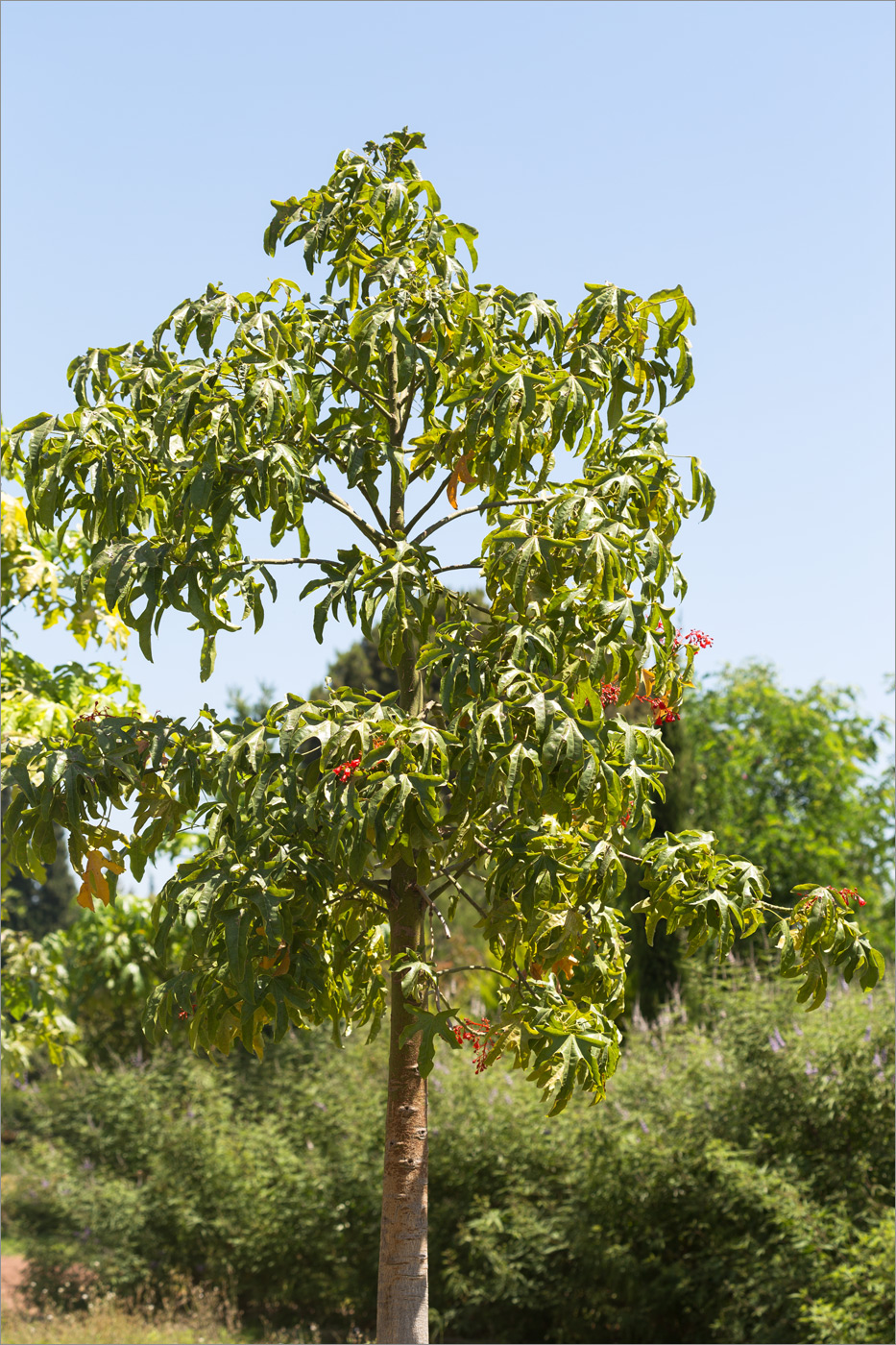 Image of Brachychiton acerifolius specimen.