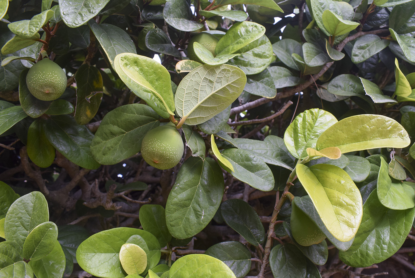 Изображение особи Ficus pumila.