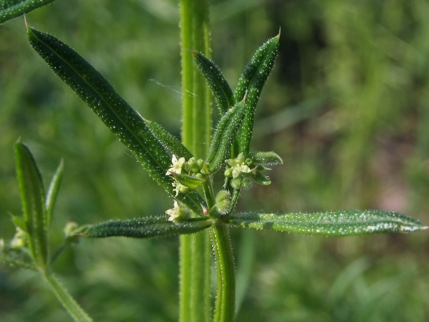 Image of Galium vaillantii specimen.