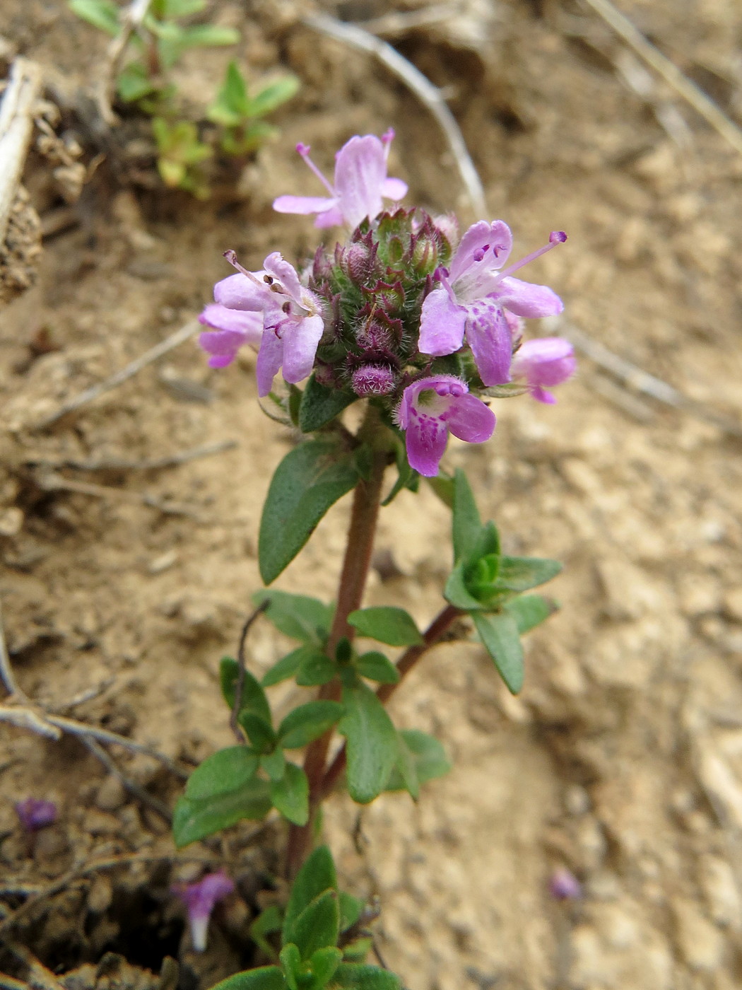 Изображение особи Thymus karatavicus.