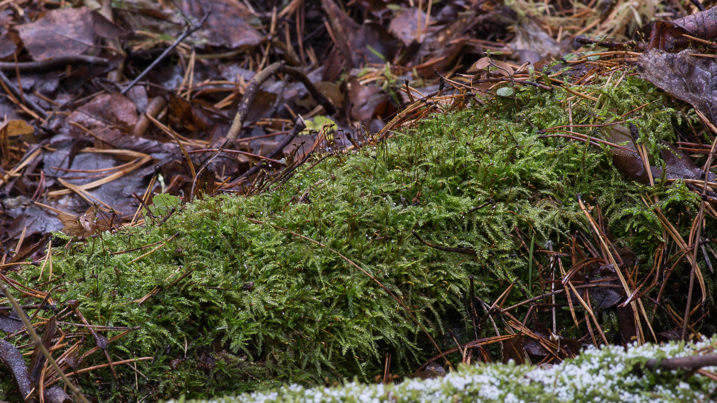 Image of familia Brachytheciaceae specimen.