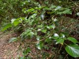 Hedera helix