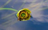 Nuphar lutea