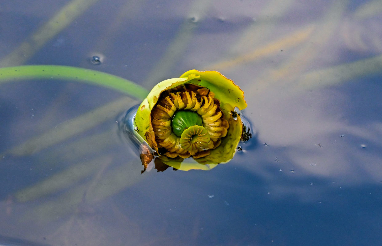 Изображение особи Nuphar lutea.