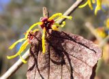 Hamamelis vernalis. Цветки и часть прошлогоднего листа. Республика Беларусь, г. Витебск, ботанический сад ВГУ. Начало марта.