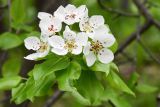 Malus sieversii