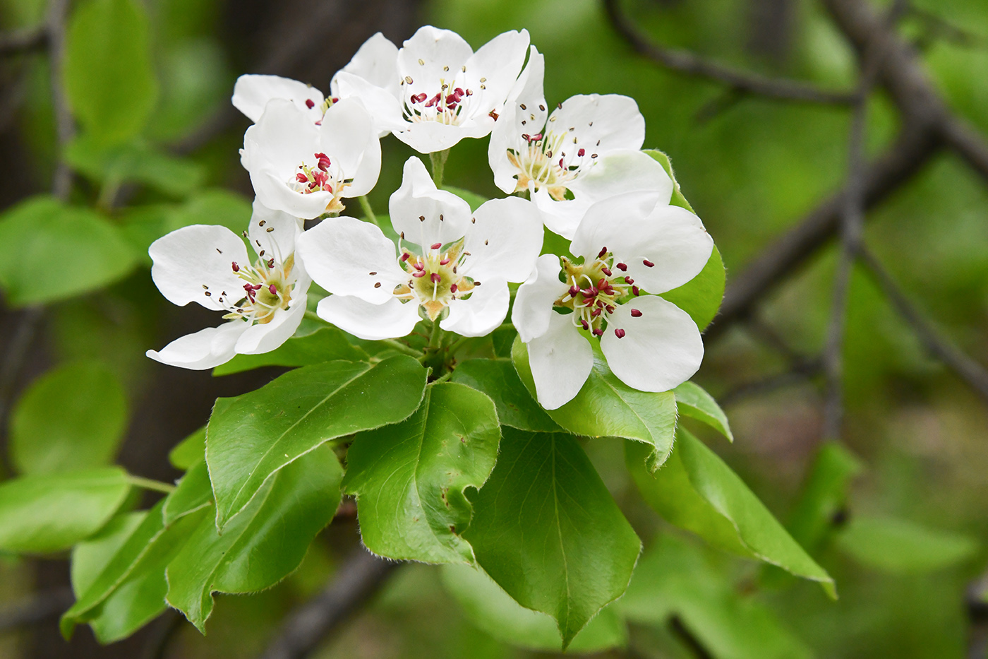Изображение особи Pyrus communis.