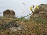View full-size image Linaria leptoceras