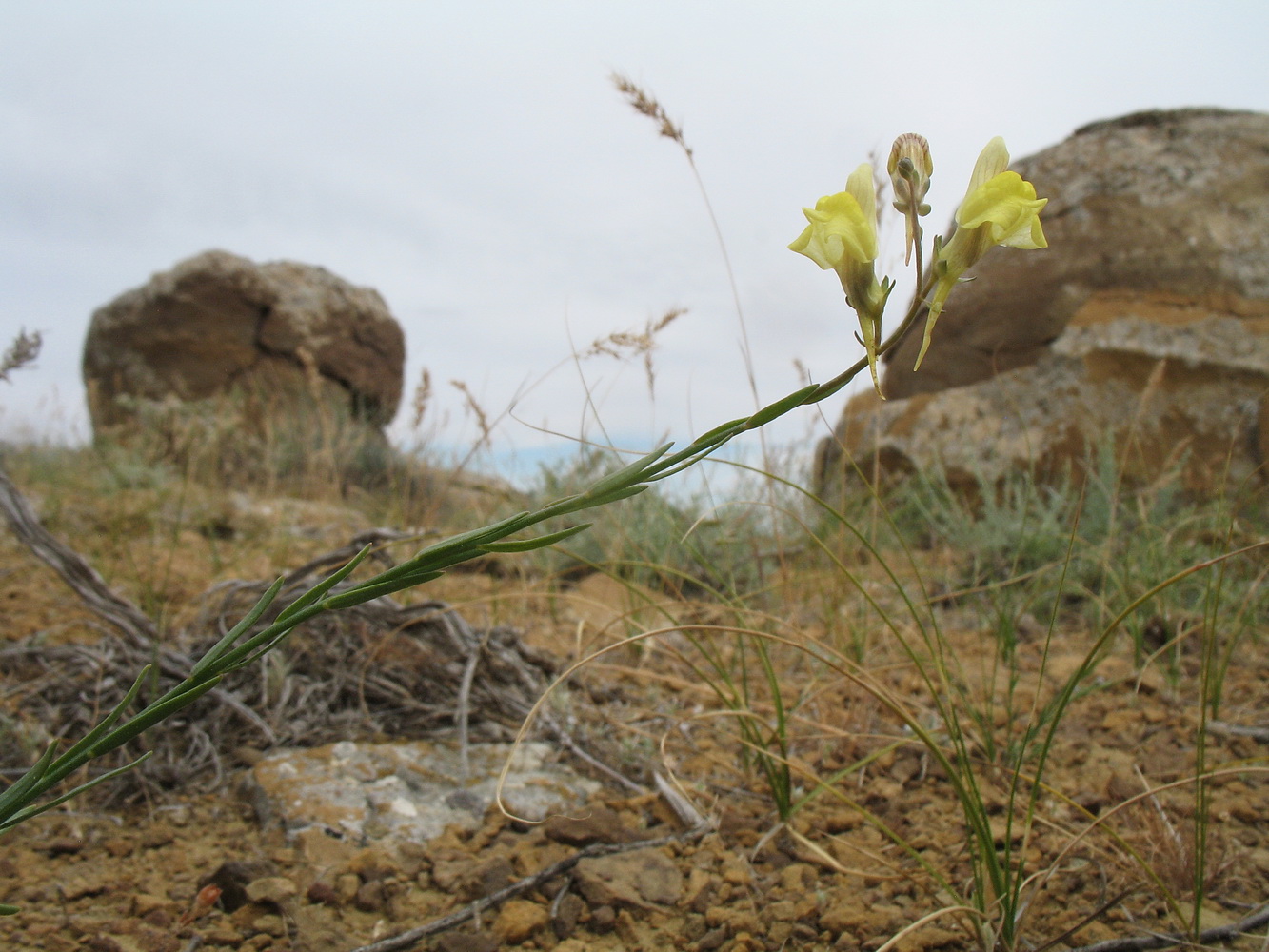 Image of Linaria leptoceras specimen.