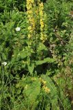 Verbascum nigrum