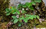 View full-size image Potentilla micrantha