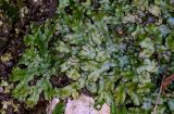 View full-size image Conocephalum conicum
